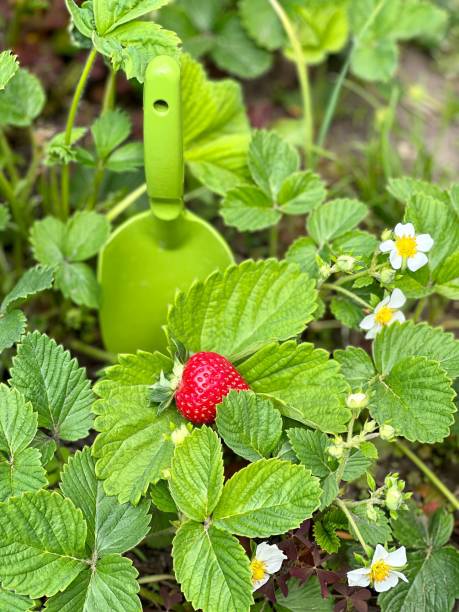 サマーガーデンのイチゴの茂み。美味しいイチゴの初ベリー。 - strawberry plant bush cultivated ストックフォトと画像