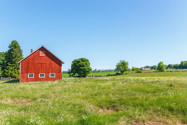 Barn at a flowering meadow in an idyllic summer landscape Barn at a flowering meadow in an idyllic summer landscape red barn house stock pictures, royalty-free photos & images
