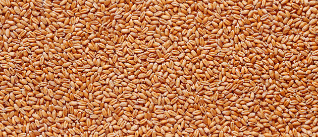 wheat grain closeup background for design