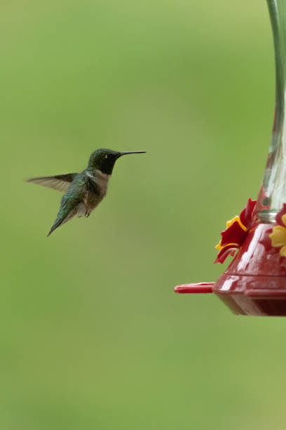 istock Hummingbird at a feeder. 1397710339