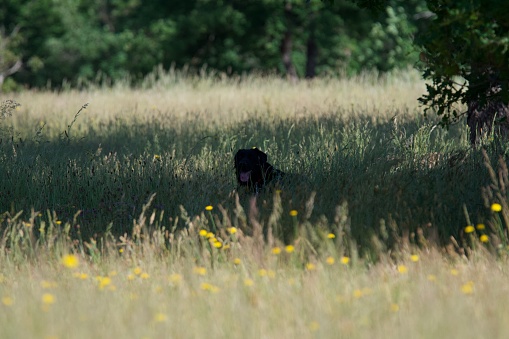 Beautiful black labrador dog in the middle of a field in the shade of a tree on a hot day.