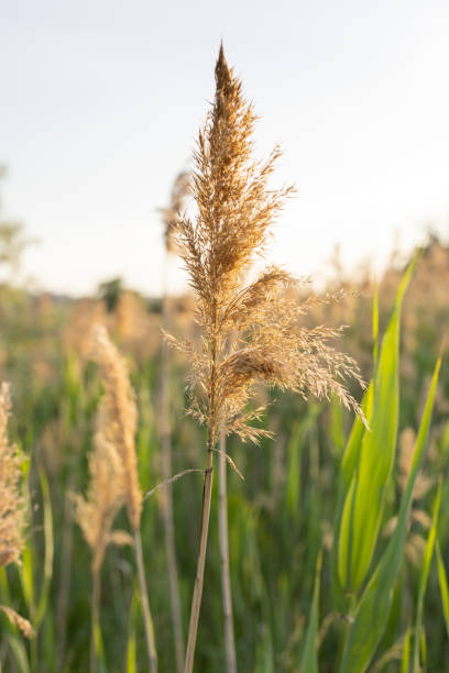 istock Dry grass reed grass close up against the sunset. Spring background 1397710473