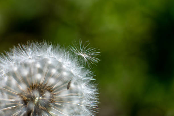 istock White fluffy dandelion flower on green sunny background 1397710481