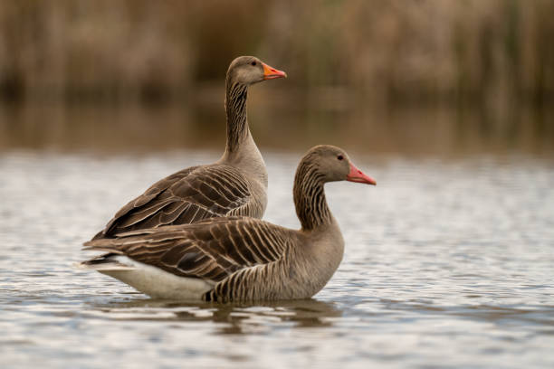 istock The greylag goose or graylag goose 1397713202
