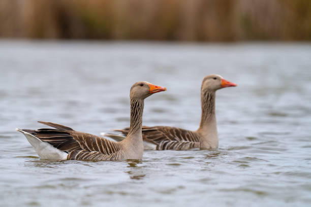 istock The greylag goose or graylag goose 1397713248