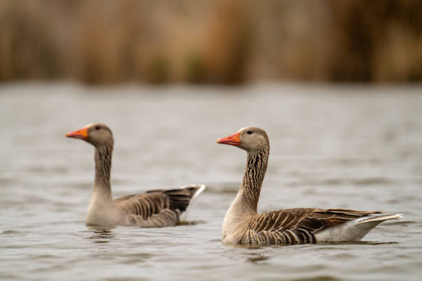 istock The greylag goose or graylag goose 1397713264