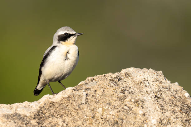 istock The northern wheatear or wheatear 1397713598