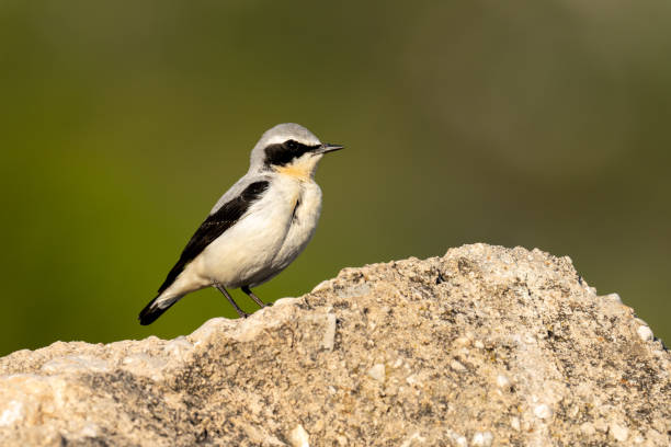 istock The northern wheatear or wheatear 1397713628