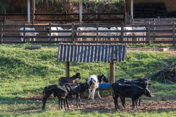istock A group of cattle in confinement on farm 1397716187