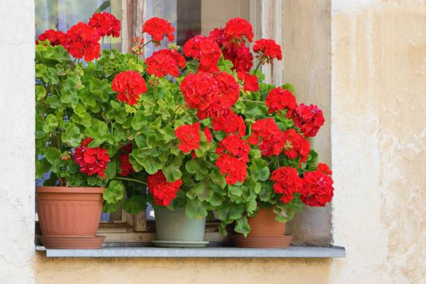 fiori di geranio riccamente sbocciati sulle finestre - beauty in nature bright building exterior close up foto e immagini stock