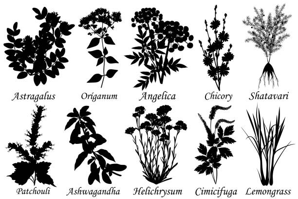 zioła lecznicze i lecznicze, zestaw botanicznych sylwetek wektorowych. - angelica plant flower uncultivated stock illustrations