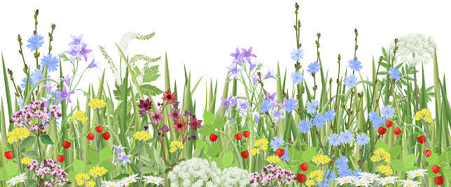 Meadow with wildflowers and medical herbs, seamless vector panoramic illustration.