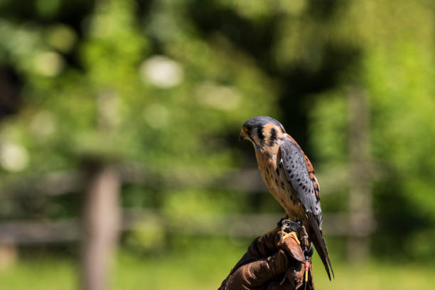 istock A picture of an hawk 1397719952