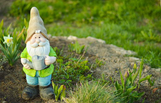 Garden gnome with watering can stands in front of a flower meadow.