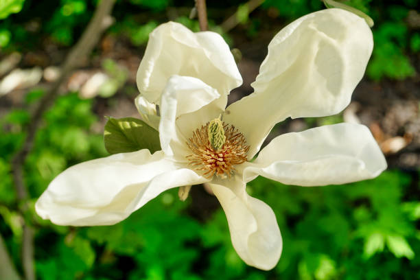 単一の白いマグノリアの花 - magnolia flower single flower white ストックフォトと画像