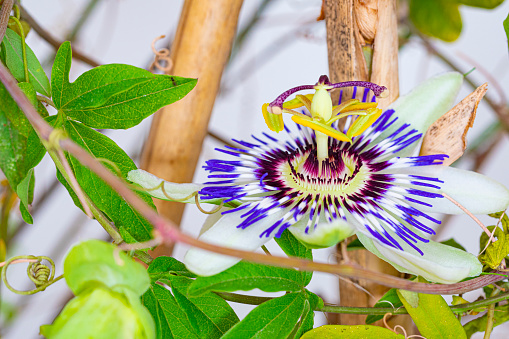 Passion Flower, Beautiful Natural Wild Passiflora Purple and White with Green Leaves and Bougainvillea in the Background on a Sunny Day in a Botanical Garden or Park. Nature Wallpaper Banner Image.