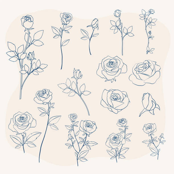 stockillustraties, clipart, cartoons en iconen met beautiful rose flower outline vector icon set - roos