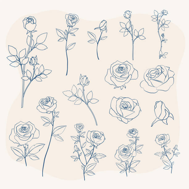 ilustrações de stock, clip art, desenhos animados e ícones de beautiful rose flower outline vector icon set - rose