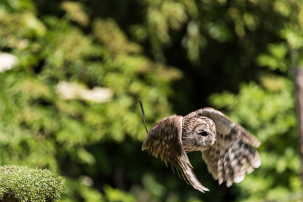 istock A picture of a owl 1397722341