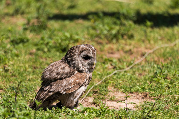istock A picture of a owl 1397722526