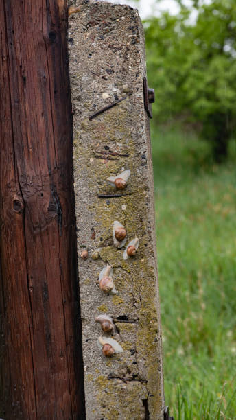 istock Snails from Bohemian Paradise 1397722571