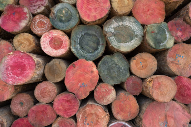 Colorful and orderly arranged wood cross section