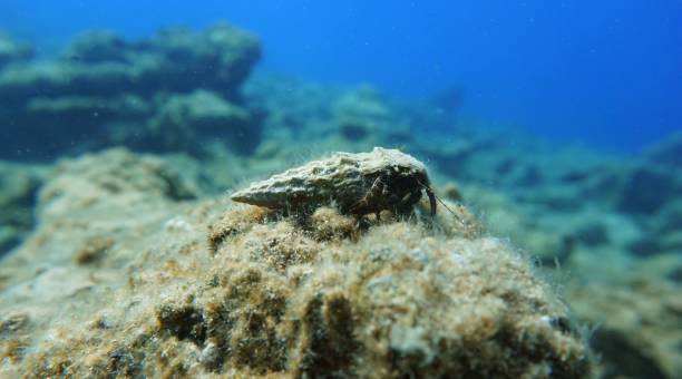 istock Hermit crab in the Mediterranean Sea, blue underwater background 1397724499