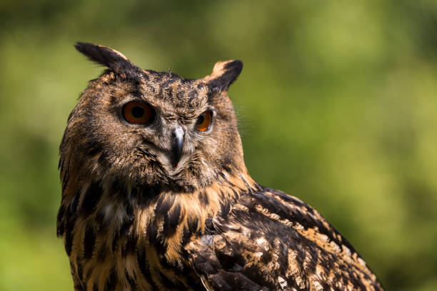 istock A picture of a owl 1397725699