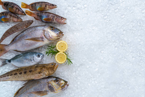 鯛、デンテックス、鯛を含むシーフード静物画としての氷上の魚の捕獲配置 - catch of fish seafood freshness fish ストックフォトと画像