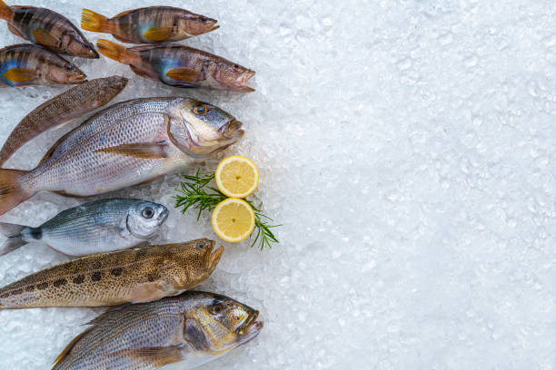 물고기는 도미, 덴텍스 및 도미를 선동하는 해산물 정물로서 얼음 위에 배열합니다. - seafood prepared fish fish catch of fish 뉴스 사진 이미지