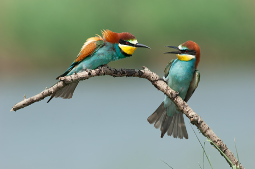European bee-eaters (Merops apiaster)