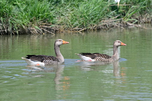 Greylag goose (Anser anser) mother bird with chicks in natural wetland habitat. Wildlife scene in nature.