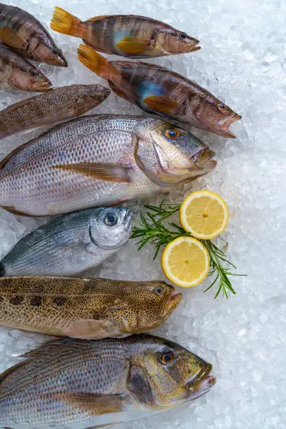 Fish catch arrangement on ice as a seafood still life incuding snapper, dentex, Saddled seabream, greater weever and painted comber