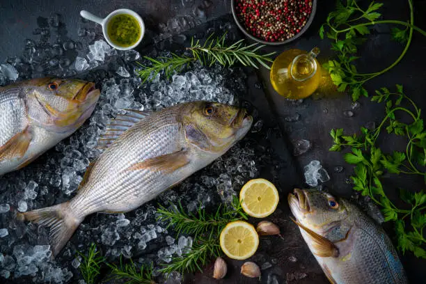 Common Dentex fishes fresh on ice and dark background from sparidae family as Sea Bream and Snapper profile view