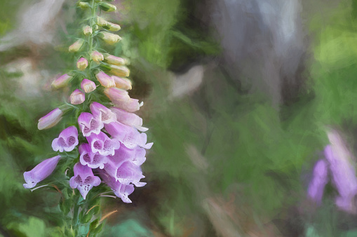 Digital painting of purple and white foxgloves against a green background.