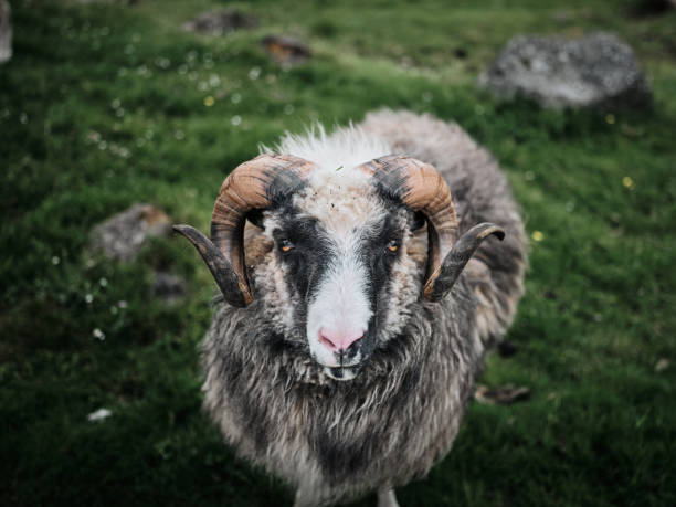 istock A portrait of a sheep 1397726550