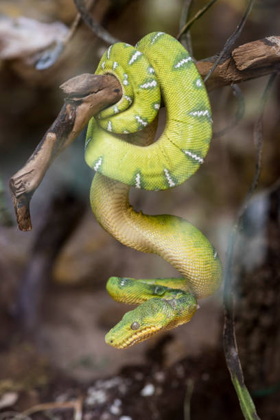 istock A picture of a snake 1397728299