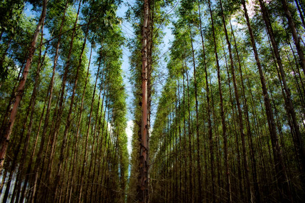 plantation d’eucalyptus - eucalyptus wood photos et images de collection