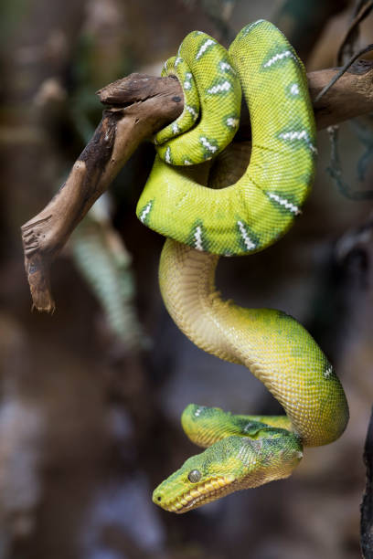 A picture of a snake