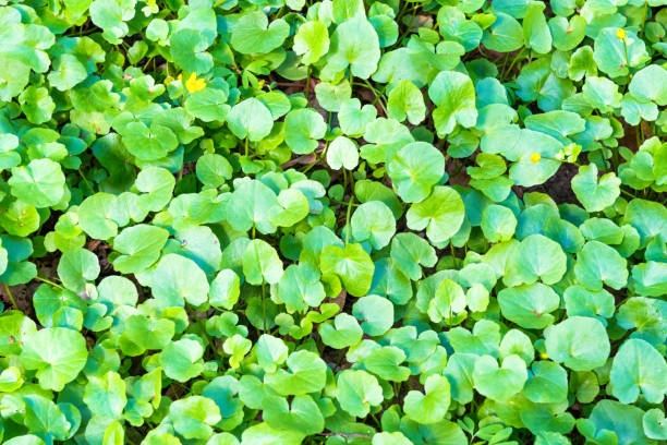 istock Texture of green leaves 1397731023