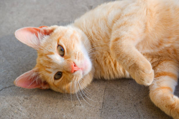 istock A ginger cat lies on a concrete path. The cat is resting in the sun. 1397732088