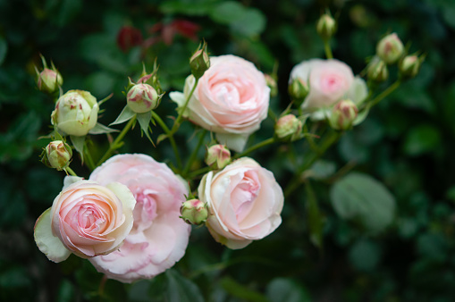 Pink roses in a garden.