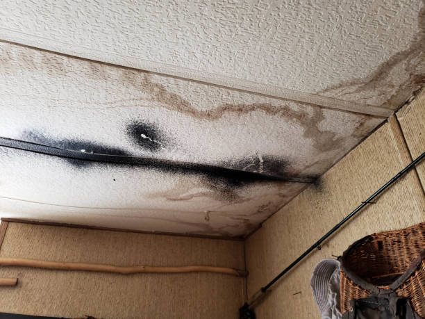 mold damage on ceiling tile - roof leak imagens e fotografias de stock