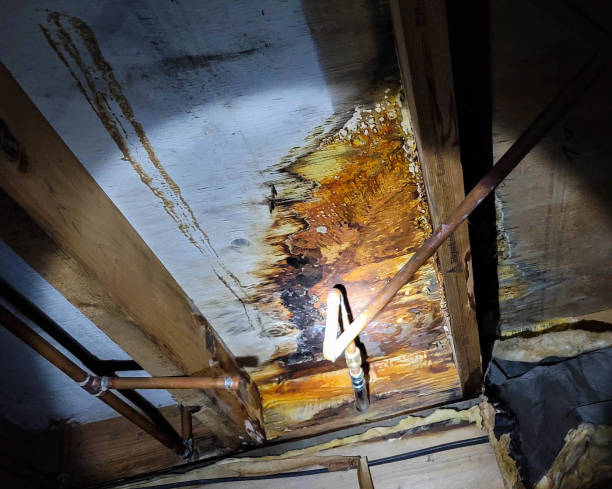 istock Mold Damage in Crawlspace of a Home 1397732672