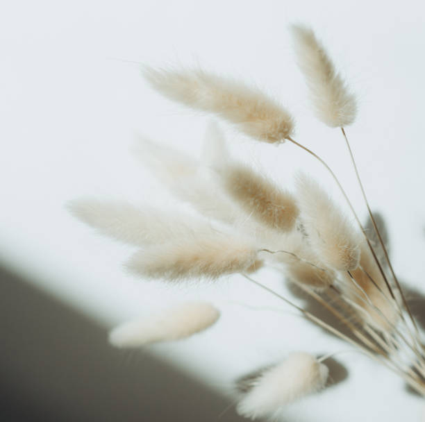 istock Fluffy tan plants bouquet on white background 1397732801