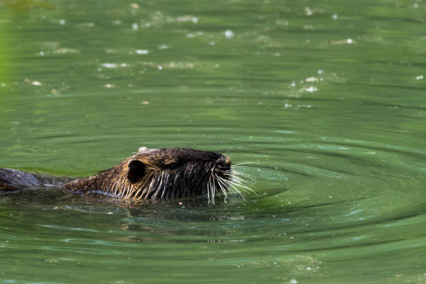 istock A picture of a beaver 1397733552