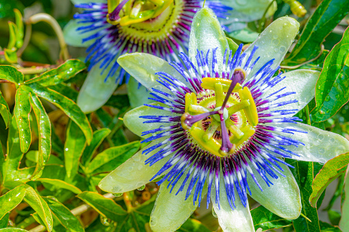 Wet passion fruit flower