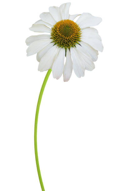 istock White echinacea purpurea, coneflower 1397734226