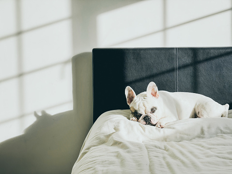 French Bulldog resting on human bed