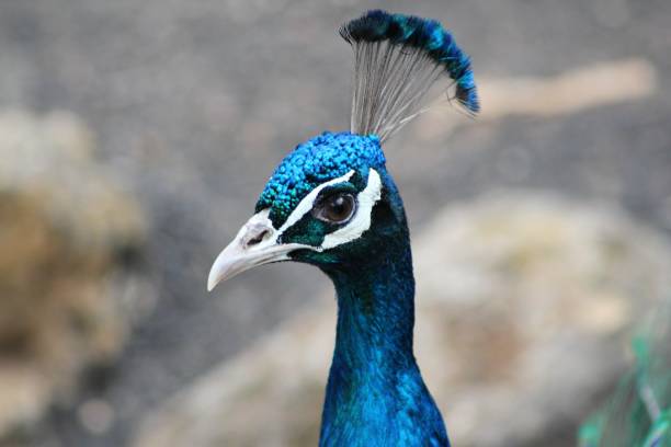 istock Lanzarote Peacock Zoo 1397734625